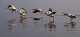 Pelicans Landing_4748